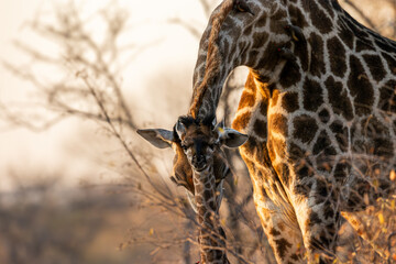 a giraffe calf and cow together