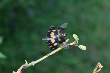 Rhyothemis variegata dragonfly. Its common names common picture wing and variegated flutterer. This is a species of dragonfly of the family Libellulidae, found in South Asia.