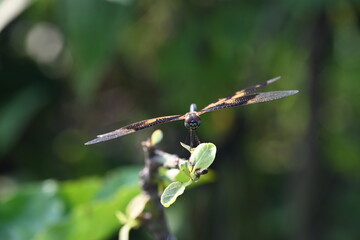 Rhyothemis variegata dragonfly. Its common names common picture wing and variegated flutterer. This is a species of dragonfly of the family Libellulidae, found in South Asia.