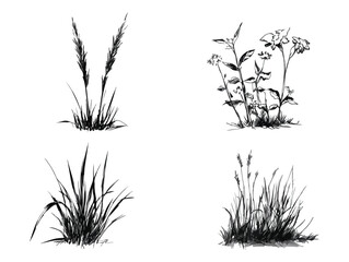 Set of vector grass silhouettes, black and white grass and flower bunches isolated on white background, meadow plants, wild herbs and weeds, floral design