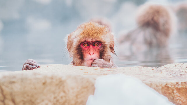 View of a Japanese macaque, with its striking red face and focused gaze, relaxing in the steamy, snow-dusted hot springs, Jigokudani, Nagano, Japan.