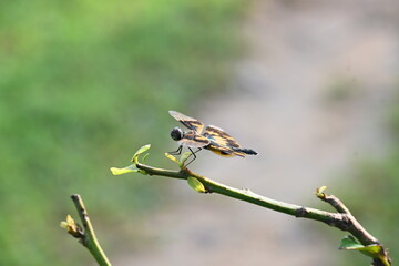 Rhyothemis variegata dragonfly. Its common names common picture wing and variegated flutterer. This is a species of dragonfly of the family Libellulidae, found in South Asia.