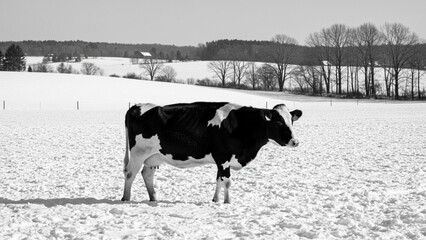 Holstein dairy cow in pristine winter landscape showcasing rural farming life.