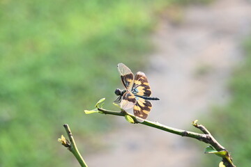 Rhyothemis variegata dragonfly. Its common names common picture wing and variegated flutterer. This is a species of dragonfly of the family Libellulidae, found in South Asia.