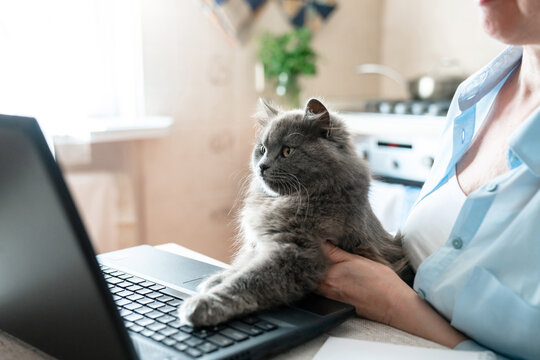 Cat sitting on laptop at home, senior woman working remotely in kitchen. Fluffy grey companion, pet humanization, technology lifestyle, vet app. Furry cat paws on keyboard, animals virtual video call
