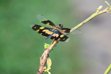 Rhyothemis variegata dragonfly. Its common names common picture wing and variegated flutterer. This is a species of dragonfly of the family Libellulidae, found in South Asia.