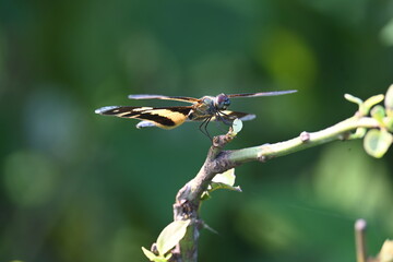 Rhyothemis variegata dragonfly. Its common names common picture wing and variegated flutterer. This is a species of dragonfly of the family Libellulidae, found in South Asia.