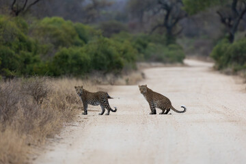 a leopardess and her sub-adult cub together