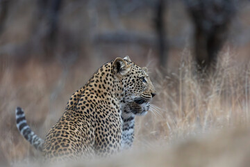 a leopardess and her sub-adult cub together