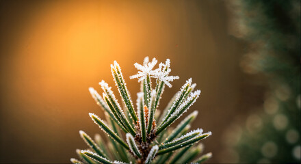 Frost-covered pine branch with delicate snowflake detail during early morning light in winter