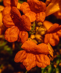 golden petal texture with water drops on trumpet vine flower