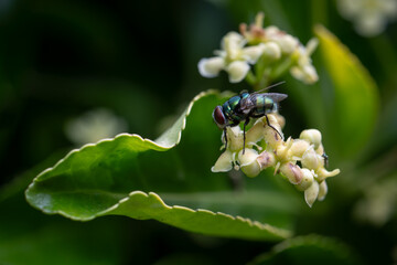 Close up of a green fly on a flower of spindle tree or euonymus a shrub that attracts flies