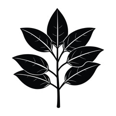 Bay Leaf Silhouette Botanical Illustration Stock Image on White Background
