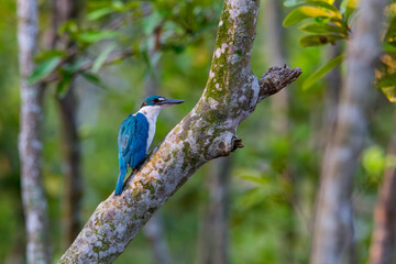 Collared kingfisher
