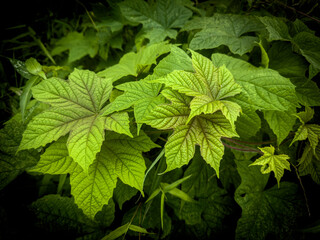A vibrant close-up of large, multilobed green leaves with visible veins, surrounded by other foliage in varying shades of green, suggesting lush plant life.