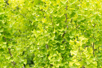 Green leaves on the branch of leaf tree in summer nature outdoor. Natural plant. Flora nature. Green plant background. Floral green background. Outdoor plant background