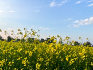 field of yellow dandelions