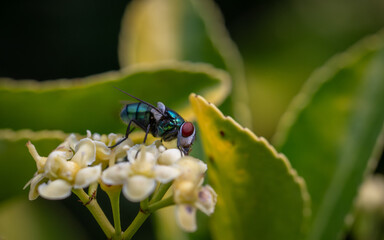 Close up of a green fly on a flower of spindle tree or euonymus a shrub that attracts flies
