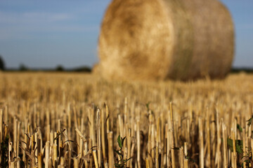 a wheat field after harvest with bales of straw	
