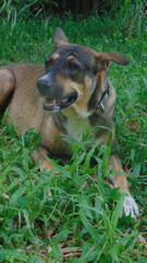 Un jeune chien allongé dans l'herbe