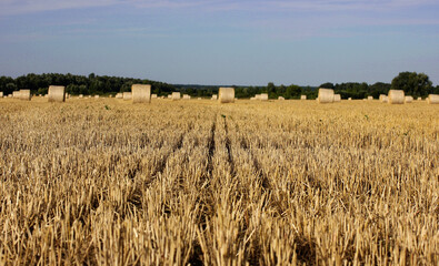a wheat field after harvest with bales of straw