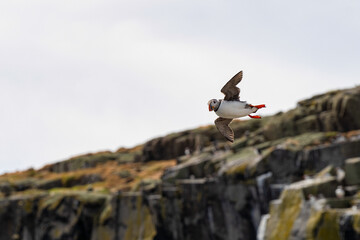 Atlantic puffins on the isle of May in Scotland. The puffins breed on the isle of May, a small island in the Firth of Forth.	