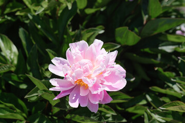 Beautiful pink peony blooming in a lush green garden during spring