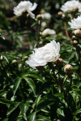 White peonies bloom among green foliage in a sunny garden setting