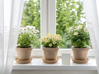 Fototapeta premium Photo of three potted daisy flowers on a windowsill
