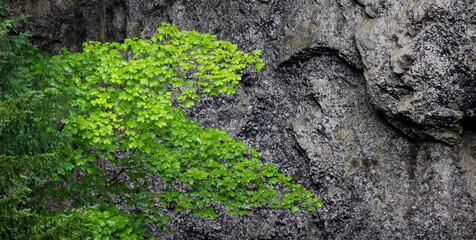 brench in front of limestone wall - beautiful natural patterns