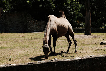 Bactrian camel with two humps grazing on grass in a zoo enclosure. The animal stands in sunlight...