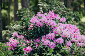 Fototapeta premium Flowering rhododendron bushes in a lush garden during springtime