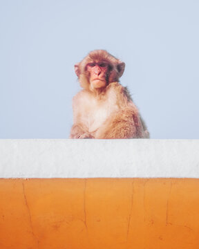 View of a monkey perched atop an orange and white wall, its gaze intense against a soft blue sky, Hagachizaki Monkey Bay, Shizuoka, Japan.