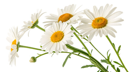 Fototapeta premium Set of sunny daisy flowers isolated on white background PNG. AI GENERATED.