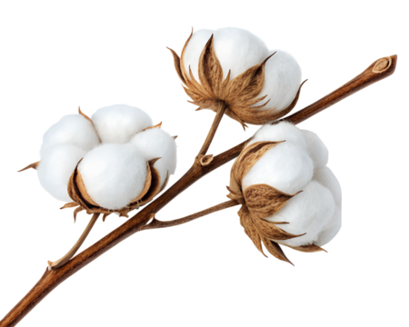 Dried cotton plant branch with fluffy white bolls and brown autumn leaves isolated on white background. Perfect for eco design, agriculture, nature, textile, or organic-themed visuals.