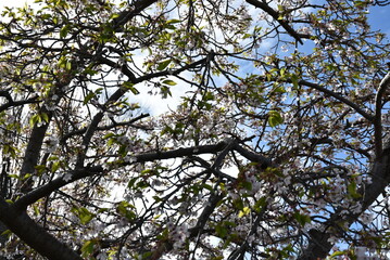 Dark branches with no leaves in autumn against a cloudy sky in a park in Dublin, Ireland