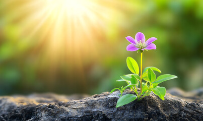 A small purple flower emerging from the ground, captured through macro photography. The image captures the beauty of nature, the flower bathed in sunlight.