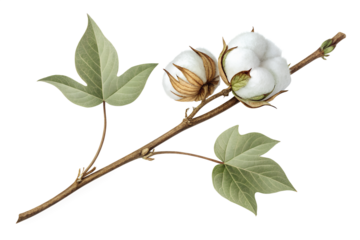 High-resolution botanical cotton plant branch with green leaves and fluffy white bolls. Natural farming concept for textiles, agriculture, or organic product design. Isolated on white background.