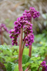 Lovely blooming foxglove flowers close-up in a garden in Dublin, Ireland © Aecio