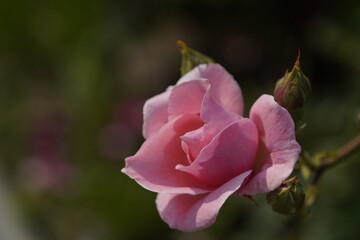 quantum Cambridge valentine roses on different scales and with macro photography