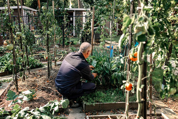 Senior man checking plants while gardening in backyard