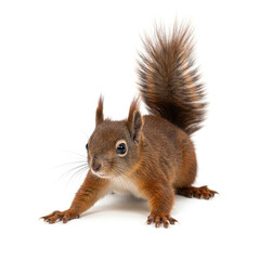 Fototapeta premium squirrel on white background