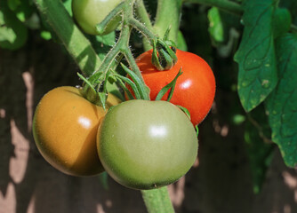 Ripe Tomatoes and Unripe Tomatoes Beautifully Hanging on the Vine for Everyone to See