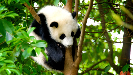Cute Panda Sitting on a Tree – Adorable Wildlife Moment in Natural Habitat