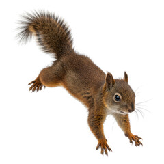 red squirrel on a white background