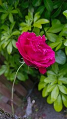 Red rose in a garden on a sunny day in Dublin, Ireland