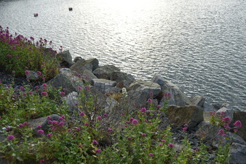 Flowers along the shore of Dun Laoghaire harbour in Dublin, Ireland