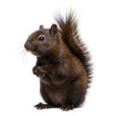 red squirrel isolated on white background
