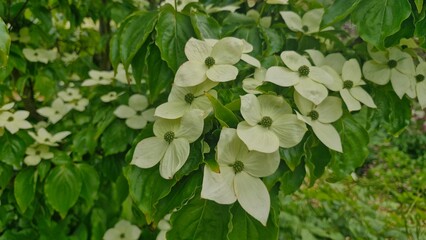 A close up of white bindweed flowers in bloom in Dublin, Ireland