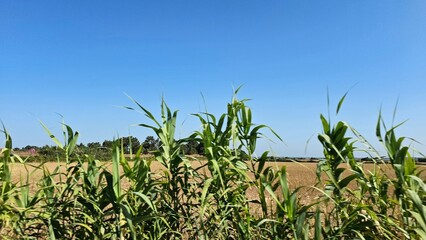Tall Green Grass Stalks in Front of Rural Landscape